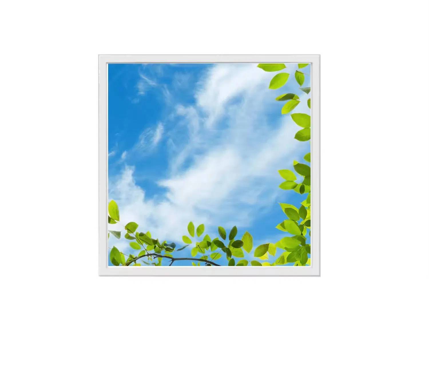 3337_1.webp